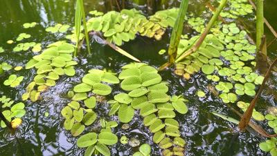 Salvinia (Salvinia natans)