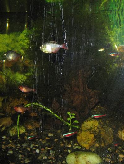 Tétra serpae (Hyphessobrycon eques)