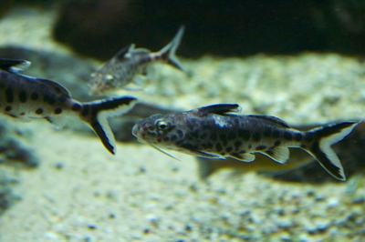 Synodontis petricola (Synodontis lucipinnis)