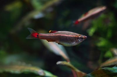 Néon du pauvre (Tanichthys albonubes)