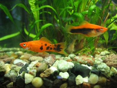 Xipho (Xiphophorus hellerii)