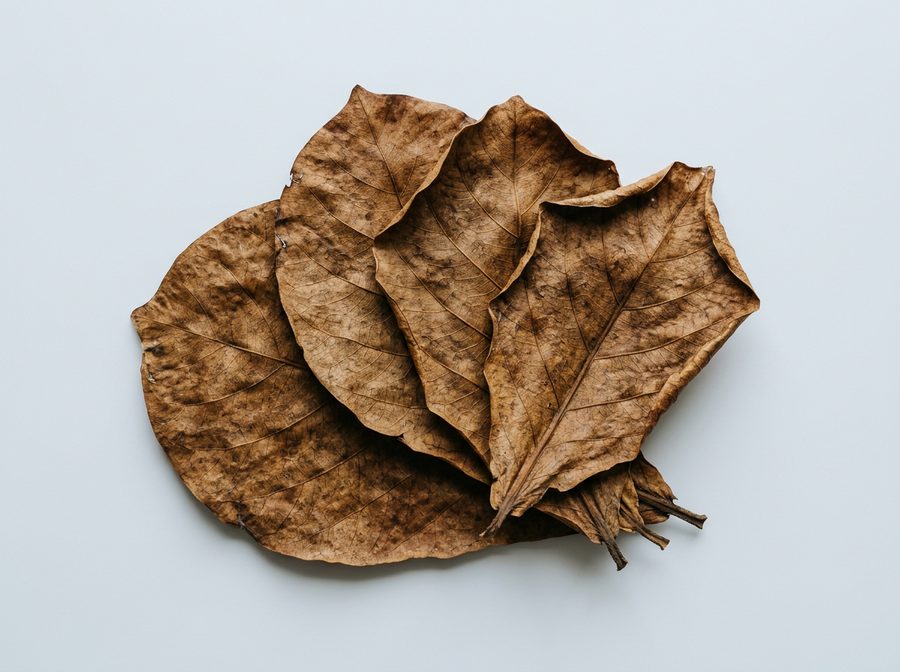 Feuilles séchées de catappa pour aquarium